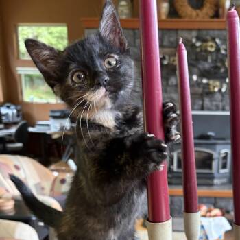Aurora - Weather Channel Kittens -  Tortoiseshell Cat for Adoption in Portland, Oregon - Aurora - Weather Channel Kittens | PetCurious