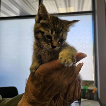 Domestic Short Hair Cats Available for Adoption - Saphira | PetCurious