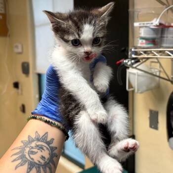 Logan -  Domestic Short Hair Cat for Adoption in Pasadena, California - Logan | PetCurious