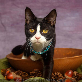 Rescue Domestic Short Hair Cats for Adoption in Emerald Isle, North Carolina - Moo | PetCurious