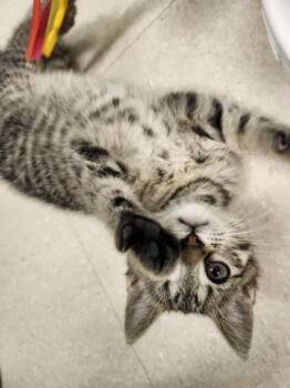 Jellybean -  Domestic Short Hair Cat for Adoption in Columbus, Indiana - Jellybean | PetCurious