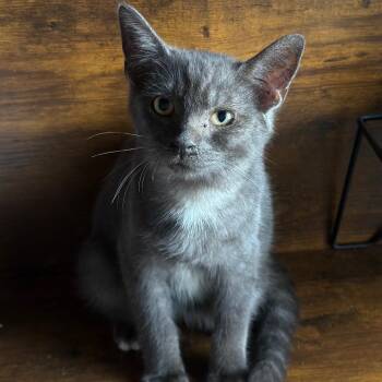 Q-Tip -  Domestic Short Hair Cat for Adoption in Granville, Ohio - Q-Tip | PetCurious