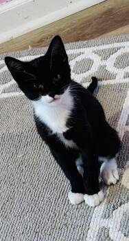 Rescue Tuxedo and Domestic Short Hair Cats for Adoption in Buford, Georgia - Mork | PetCurious