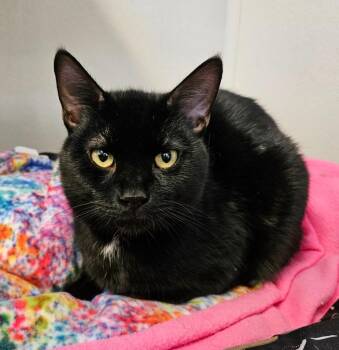 Slim -  Domestic Short Hair Cat for Adoption in Fremont, Ohio - Slim | PetCurious