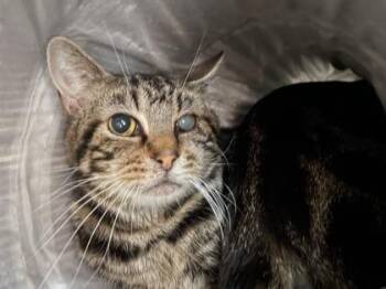 Jigsaw (T11) -  Domestic Short Hair Cat for Adoption in Lafayette, Indiana - Jigsaw (T11) | PetCurious