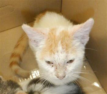 Rescue Domestic Short Hair Cats for Adoption in San Jose, California - A1392222 | PetCurious