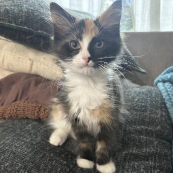 Shoestring -  Domestic Long Hair Cat for Adoption in La Grange, Kentucky - Shoestring | PetCurious