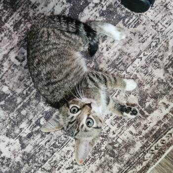 Leslie Knope -  Domestic Short Hair Cat for Adoption in Eagle Mountain, Utah - Leslie Knope | PetCurious