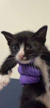Domestic Short Hair Cats Available for Adoption in Doral, Florida - JADE | PetCurious