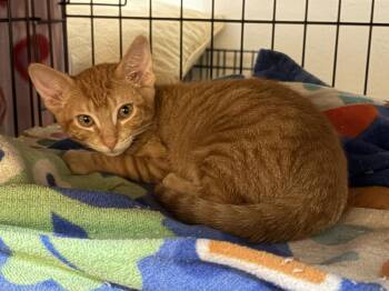 TABASCO -  Tabby Cat for Adoption in Plano, Texas - TABASCO | PetCurious