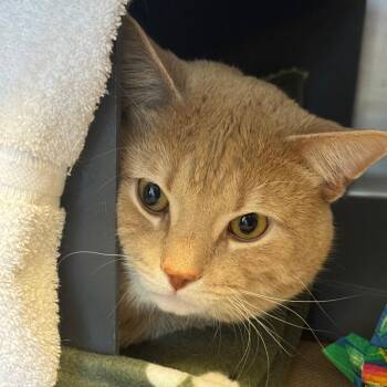 Sinbad -  Domestic Short Hair Cat for Adoption in Chicago, Illinois - Sinbad | PetCurious