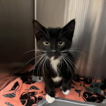 Woody -  Domestic Short Hair Cat for Adoption in Oak Brook, Illinois - Woody | PetCurious