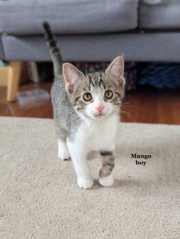 Mango -  Domestic Short Hair and Tabby Cat for Adoption in Morehead, Kentucky - Mango | PetCurious