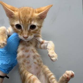 Trapeziod -  Domestic Short Hair Cat for Adoption in Columbiana, Alabama - Trapeziod | PetCurious