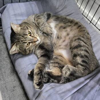 Drizzilicious -  Domestic Short Hair Cat for Adoption in Mokena, Illinois - Drizzilicious | PetCurious