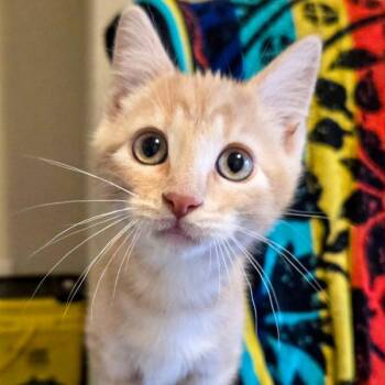 Domestic Short Hair Cats Available for Adoption in Des Moines, Iowa - Milo | PetCurious