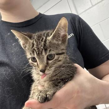 Cheerios -  Domestic Short Hair Cat for Adoption in Indianapolis, Indiana - Cheerios | PetCurious