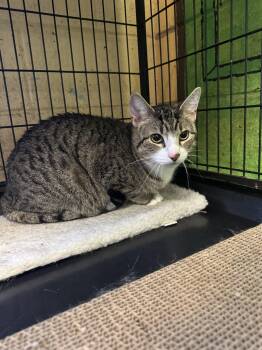 Ocean -  Tabby Cat for Adoption in Perth Amboy, New Jersey - Ocean | PetCurious