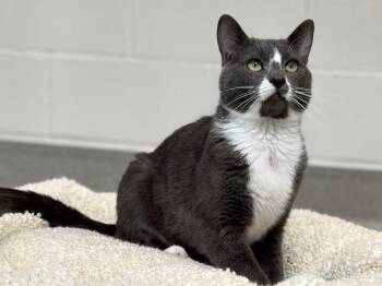 Domestic Short Hair Cats Available for Adoption - Jack And Hootin | PetCurious