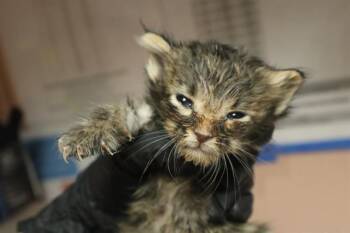 MARCH HARE -  Domestic Short Hair Cat for Adoption in Columbia, South Carolina - MARCH HARE | PetCurious