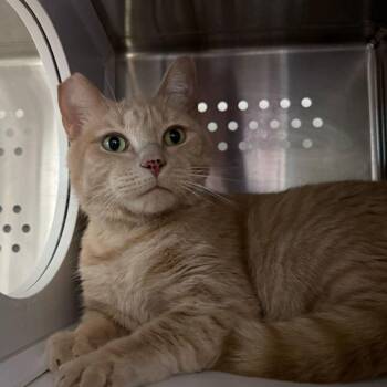 Domestic Short Hair Cats Available for Adoption in Warwick, Rhode Island - Buff | PetCurious