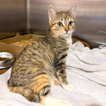 Domestic Short Hair Cats Available for Adoption in Long Beach, California - MUNCHKIN | PetCurious
