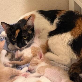 Calista -  Domestic Short Hair Cat for Adoption in Tustin, California - Calista | PetCurious