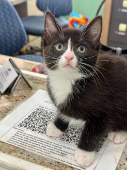 Armadillo -  Domestic Short Hair Cat for Adoption in Danielsville, Georgia - Armadillo | PetCurious