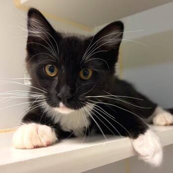 Poppy -  Domestic Medium Hair and Domestic Short Hair Cat for Adoption in Woodinville, Washington - Poppy | PetCurious