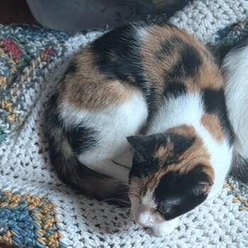 Paisley -  Domestic Short Hair Cat for Adoption in Bel Air, Maryland - Paisley | PetCurious