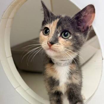 Nelly -  Domestic Short Hair Cat for Adoption in Hawthorne, California - Nelly | PetCurious
