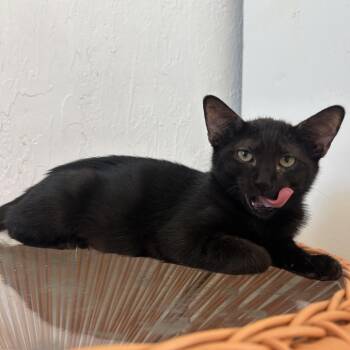 Paxil -  Domestic Short Hair Cat for Adoption in Yucca Valley, California - Paxil | PetCurious