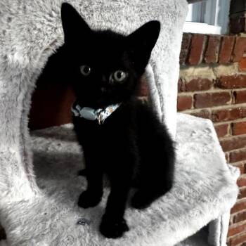 Midnight -  Domestic Short Hair Cat for Adoption in Centerville, Tennessee - Midnight | PetCurious