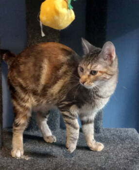 Rescue Domestic Short Hair Cats for Adoption - Albany | PetCurious