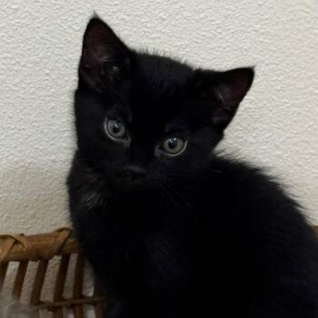 Buttercup -  Domestic Short Hair Cat for Adoption in Keizer, Oregon - Buttercup | PetCurious