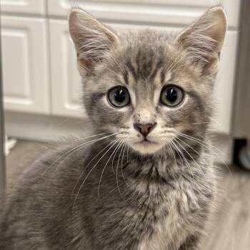 Weston (W2) -  Domestic Medium Hair Cat for Adoption in Woodstock, Ontario - Weston (W2) | PetCurious