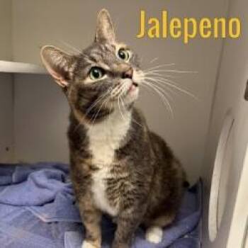 Rescue Domestic Short Hair Cats for Adoption in Pleasantville, New Jersey - Jalapeno | PetCurious