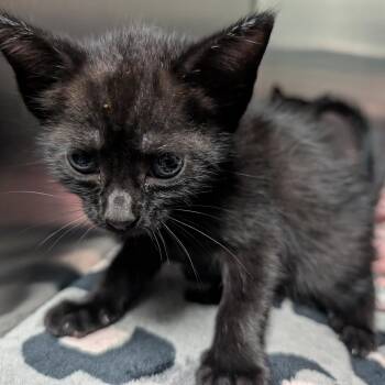 Fluffington -  Domestic Short Hair Cat for Adoption in Titusville, Florida - Fluffington | PetCurious