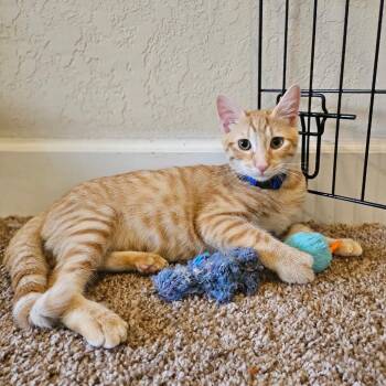 Meowth -  Domestic Short Hair Cat for Adoption in Fort Lauderdale, Florida - Meowth | PetCurious