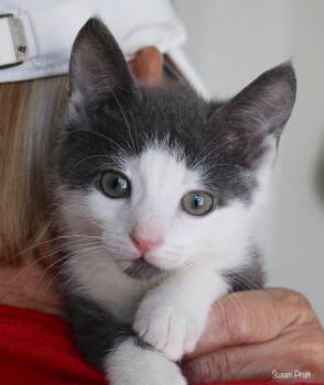 Sam -  Domestic Short Hair Cat for Adoption in Bedford, Virginia - Sam | PetCurious