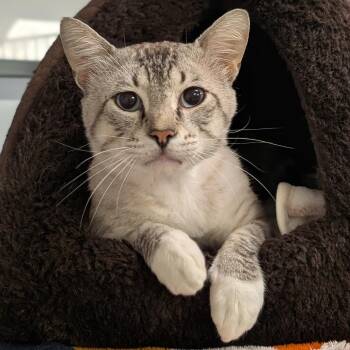 Sam -  Domestic Short Hair and Siamese Cat for Adoption in Buchanan Dam, Texas - Sam | PetCurious
