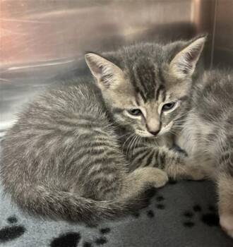 MILO -  Domestic Short Hair Cat for Adoption in Rancho Cucamonga, California - MILO | PetCurious