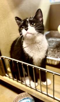 Mini Eeyore -  American Shorthair Cat for Adoption in Highland Park, New Jersey - Mini Eeyore | PetCurious