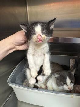 NATRIUM -  Domestic Short Hair Cat for Adoption in Louisville, Kentucky - NATRIUM | PetCurious