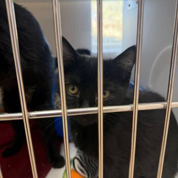 Domestic Short Hair Cats Available for Adoption in Kanab, Utah - Spiral | PetCurious