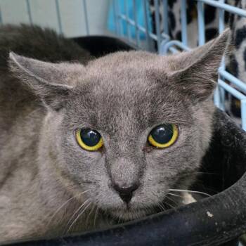Domestic Short Hair Cats Available for Adoption in New Cumberland, West Virginia - Grey | PetCurious