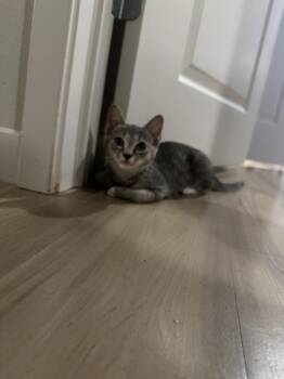 Mercedes -  Domestic Short Hair Cat for Adoption in Alafaya, Florida - Mercedes | PetCurious