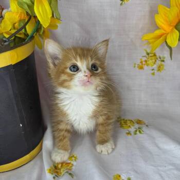 Domestic Short Hair Cats Available for Adoption in Mount Vernon, Illinois - Reggie | PetCurious