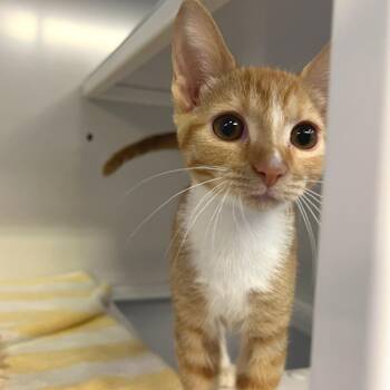 Haley -  Domestic Short Hair Cat for Adoption in Sarasota, Florida - Haley | PetCurious