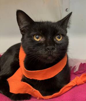 Zaza -  Domestic Short Hair Cat for Adoption in Dublin, Ohio - Zaza | PetCurious